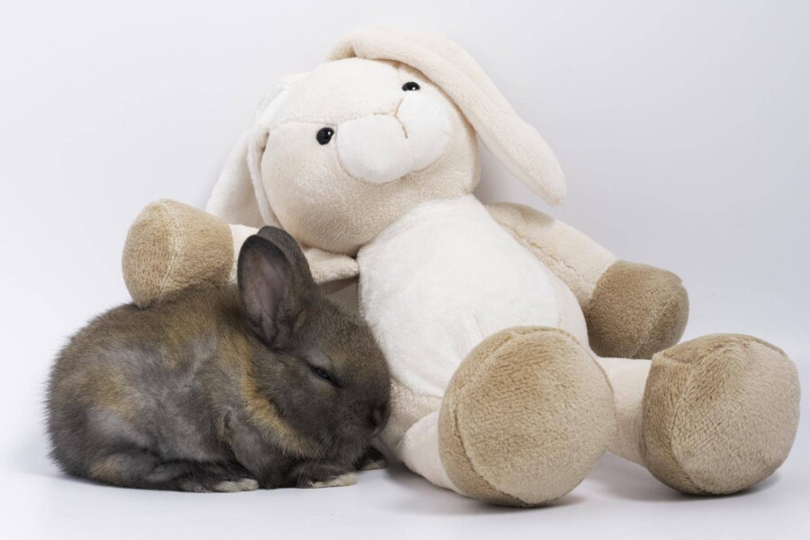 Od czego zależy jak długo żyje królik teddy?