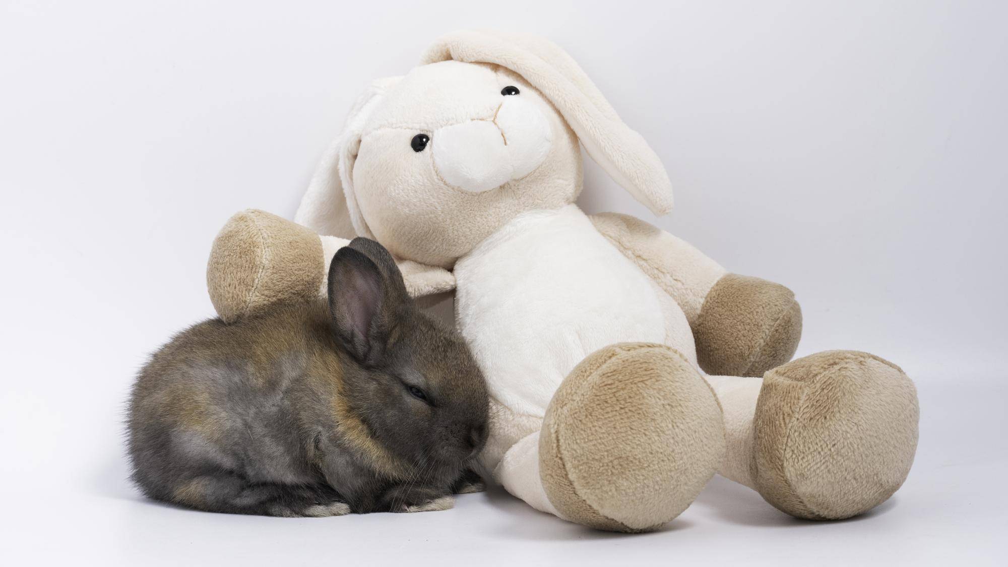 Od czego zależy jak długo żyje królik teddy?