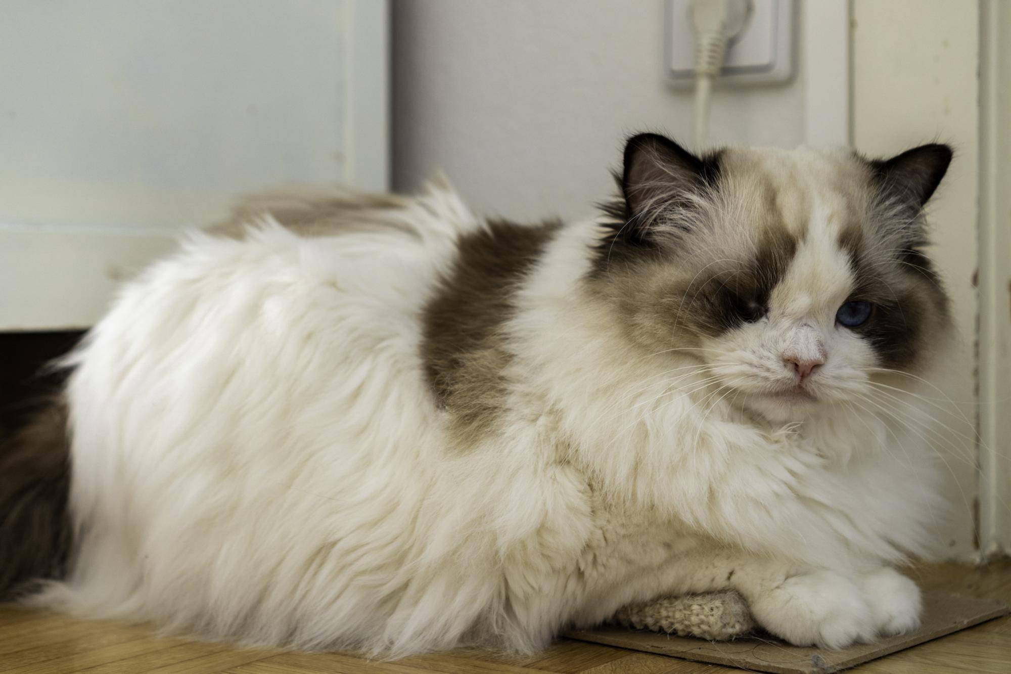 Ile żyją koty ragdoll i od czego to zależy?